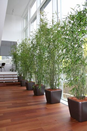 Indoor Pflanzen