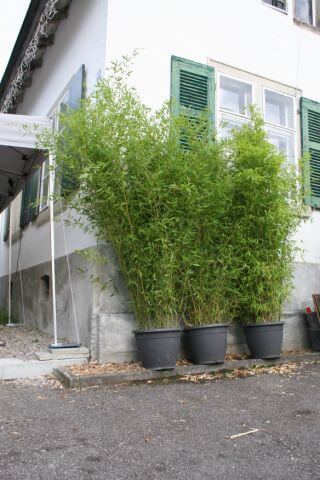 Bambus ca. 200cm