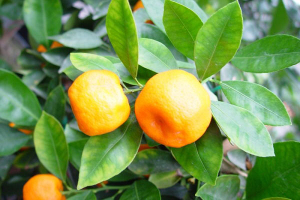 Überwinterung Orangen